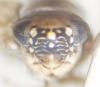 Deltocephalini inconnu